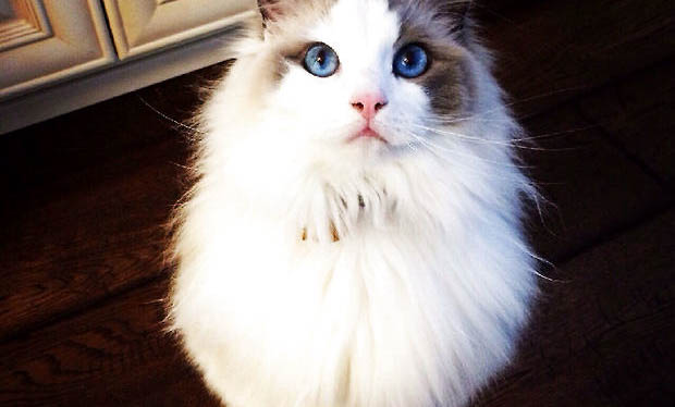布偶猫寿命有多久