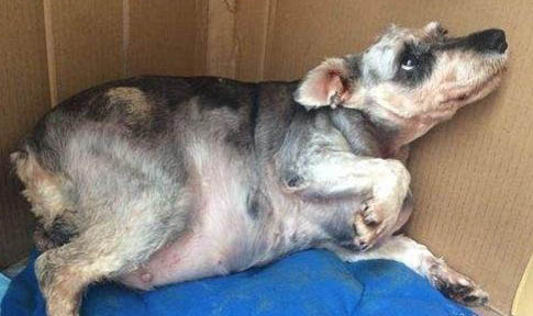 母犬怀孕有什么症状