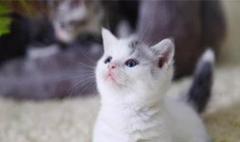 猫用益生菌哪个牌子好