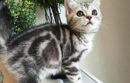 虎斑猫市场价多少钱一只