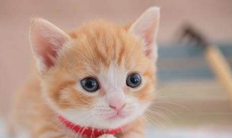 春季猫咪常见疾病