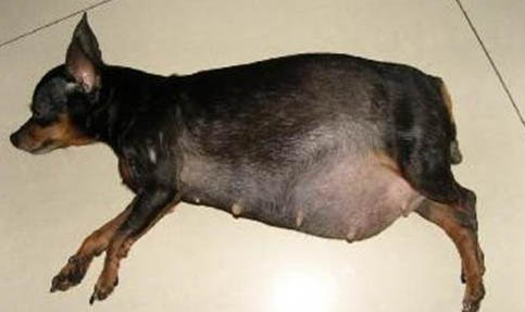 小鹿犬不能吃的五类食物