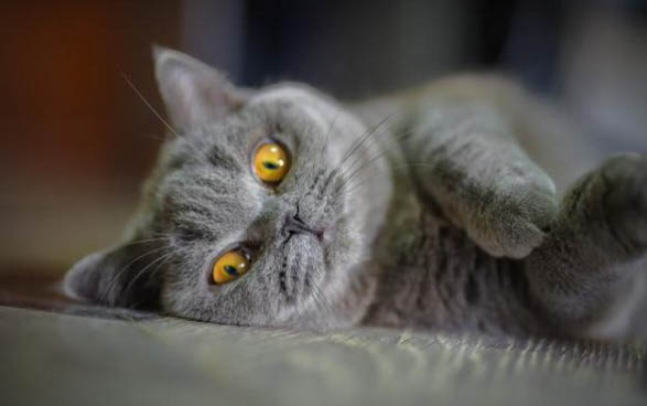 猫咪老打喷嚏但是很活跃是怎么回事