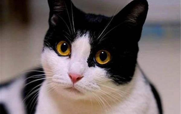 小猫鼻子不通气小妙招