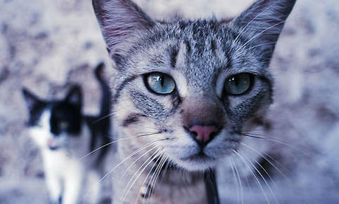 猫咪有什么疾病是可以传染给人的呢