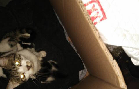 宠物医院帮猫咪洗牙要多少钱
