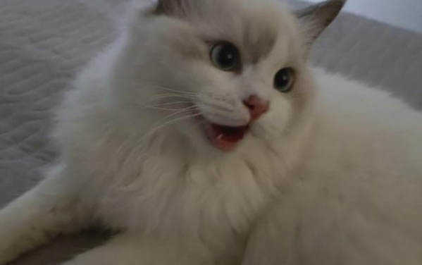 猫咪的骨头断了能自愈吗