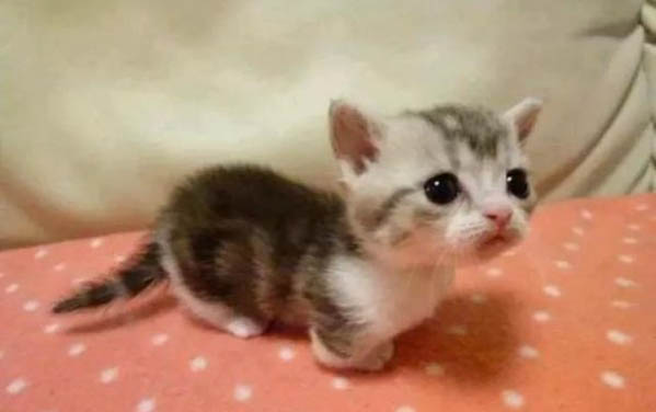 小猫得猫癣要多久才会好