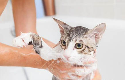 猫怀孕还打滚