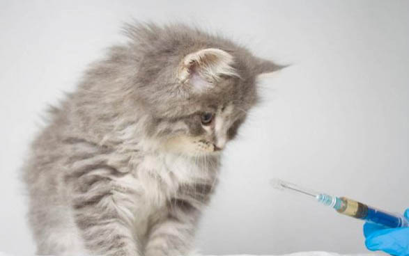 猫咪得了胰腺炎的症状