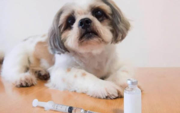 小狗狗怎么催吐