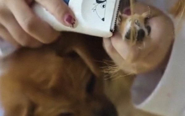 小狗的第二针疫苗什么时候打