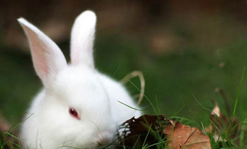 兔子冬天是否需要买保暖窝吗