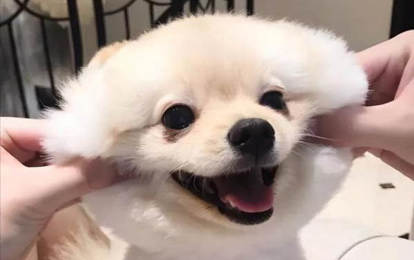 如何防治小狗有机氟中毒