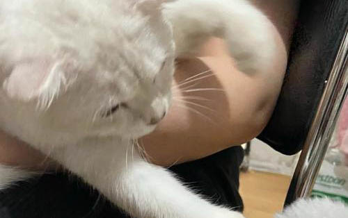 猫咪老是流眼泪怎么办?