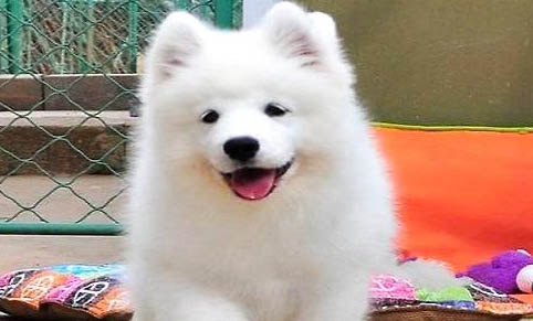 萨摩耶犬和银狐犬如何分辨
