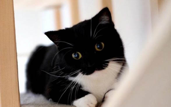 小猫晚上叫怎么办?