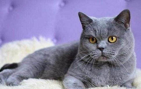 猫咪好几天不拉屎了怎么办