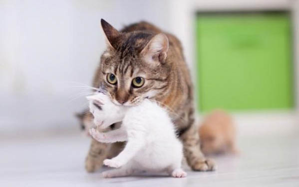 猫咪多大会发情
