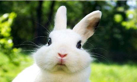 兔子冬天能在室外养吗