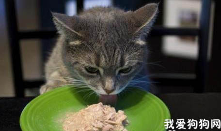 猫咪感冒不吃东西怎么办？