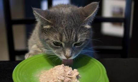 猫咪感冒不吃东西怎么办?