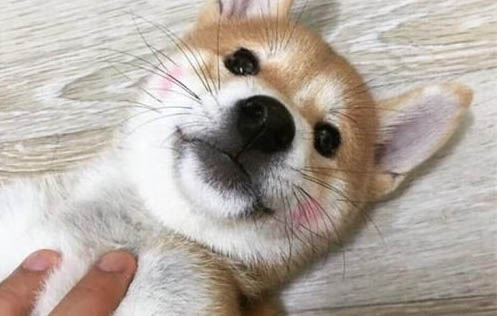 泰迪幼犬一直咳嗽干呕但精神很好是怎么办
