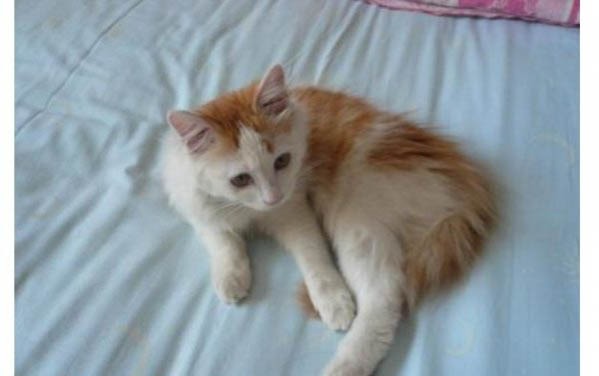猫瘟好转的迹象有哪些?