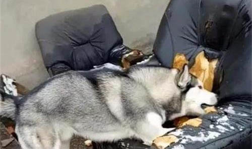 狗狗被宠坏的症状有哪些