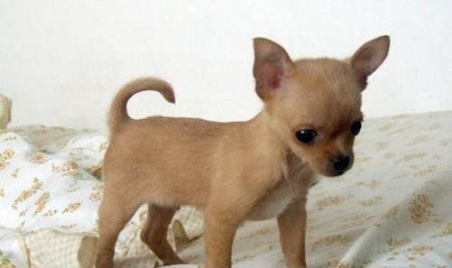 幼犬要多久才能长大?
