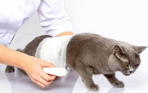 猫咪可以吃葡萄吗