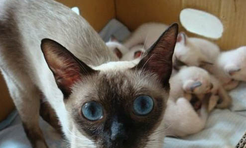 猫猫生病一般有哪些