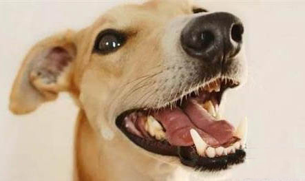 狗配完十二天了能看出来怀孕吗