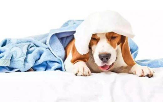 白色的小狗有哪些小型犬品种?