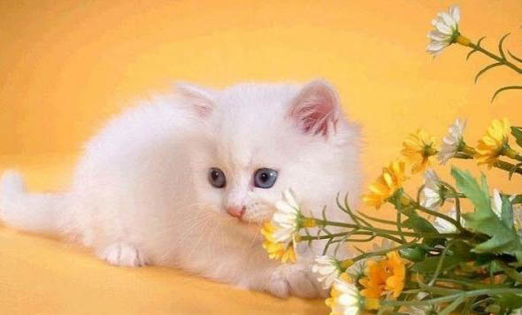 为什么我的猫咬我又舔我