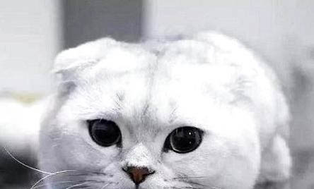 猫蛋蛋上的毛秃了是咋回事?