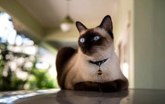 猫三联打重复了会有影响吗