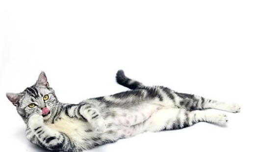 猫为什么老是把背拱起来