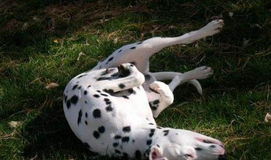 布列塔尼犬吃耗子药还能救活吗