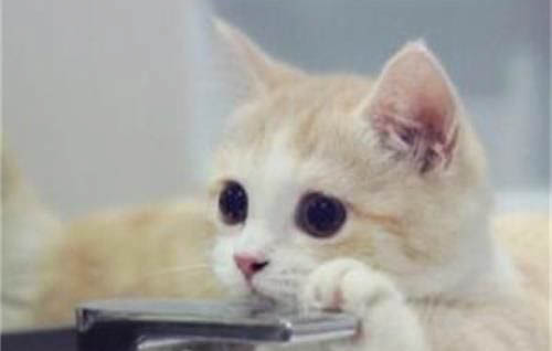 为什么猫咪眼睛珠子比较小啊