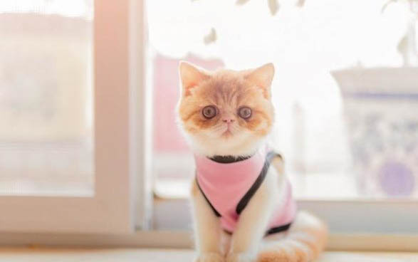 猫咪得鼻支会出现呕吐吗