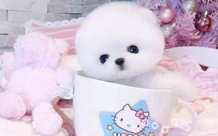 茶杯博美犬能活多久?