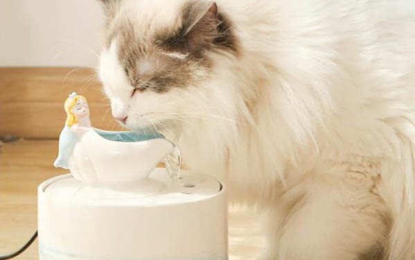 小猫突然站不起来奄奄一息