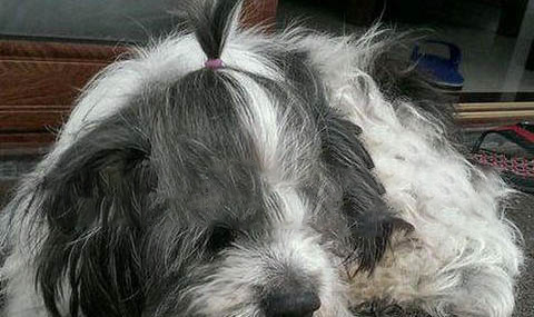 犬瘟传染需要多久