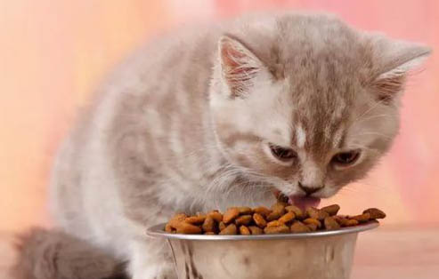 怎么让幼猫学会用猫砂