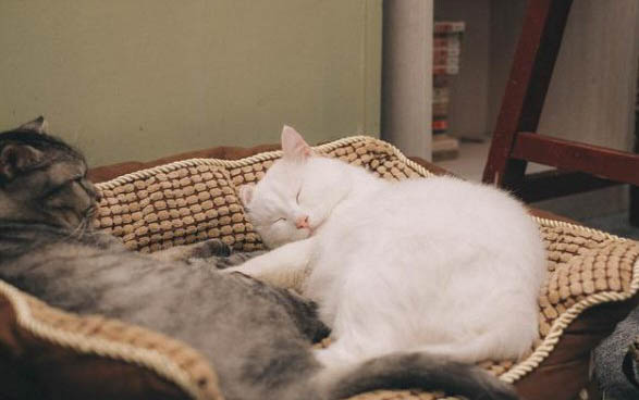 猫得猫传腹是什么原因