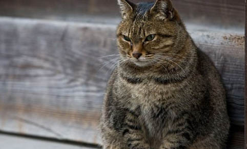 怎么判断猫咪真的死了