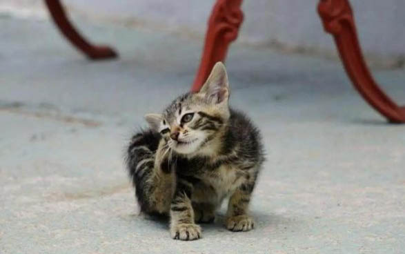 小猫突然一直打喷嚏是什么原因