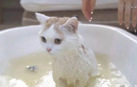 可以用盐水给猫洗澡吗