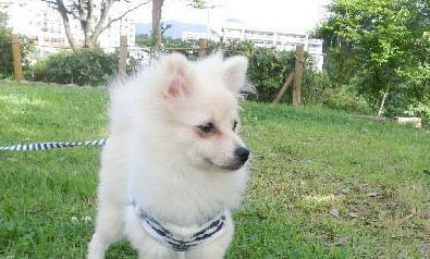 幼犬要多久才能长大?